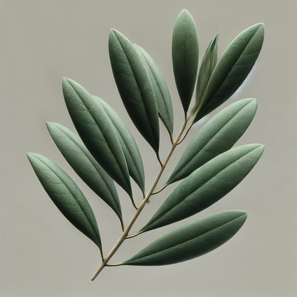 Olive Leaf Extract: Health Benefits and Uses